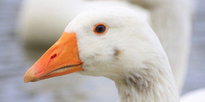 ¿Sabemos realmente que es el foie gras?
