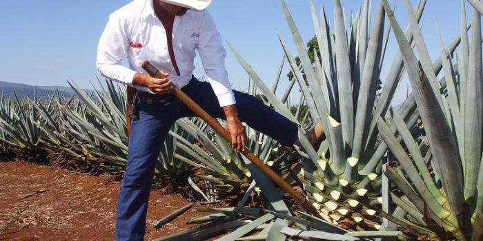 ¿Qué es el sirope de Agave?