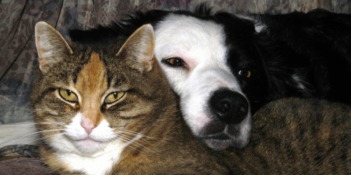 ¿Qué causa la aparición de otitis en perros y gatos?