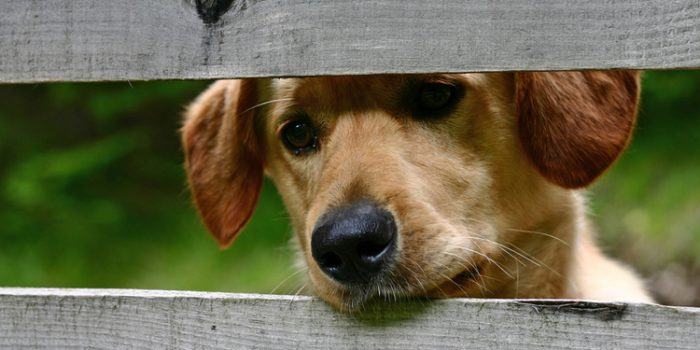 Algunas Flores de Bach para perros