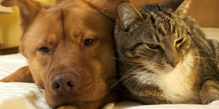 Ventajas de la adopción de perros y gatos