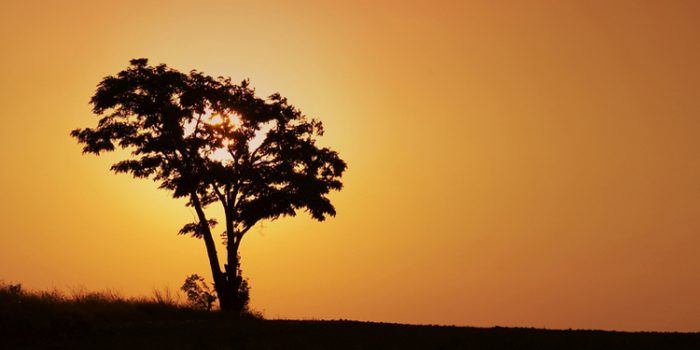 El árbol del Té, Tea Tree: el curalotodo
