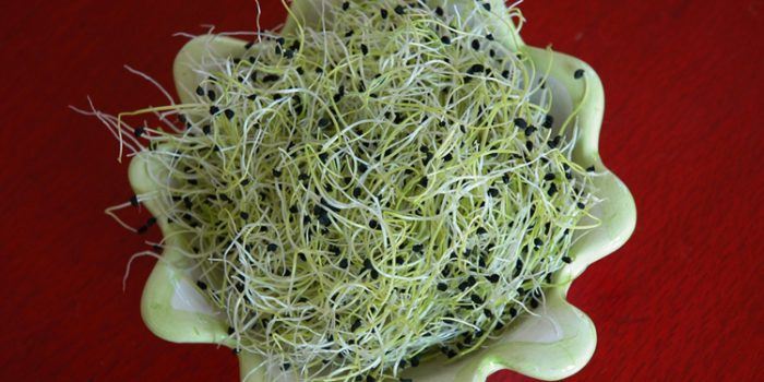 Zumo de germinado de alfalfa, un regalo para la salud