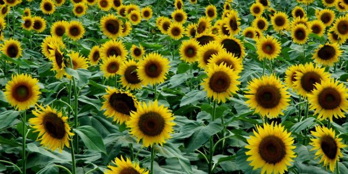 Propiedades del aceite de Girasol