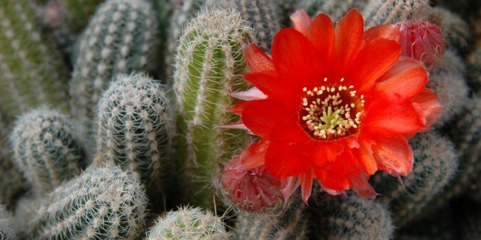 Esencias de Cactus