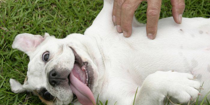 Consejos para dar un masaje a nuestra mascota