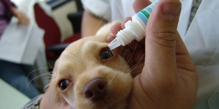 Homeopatía para animales, ¿qué puede tratar?