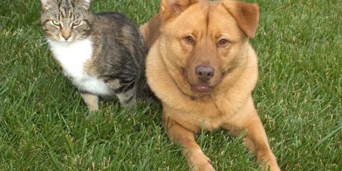 Cómo eliminar las pulgas de perros y gatos