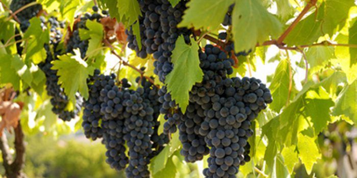 Aceite de semillas de uva, propiedades