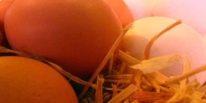 Ventajas e inconvenientes de darles huevos crudos a las mascotas