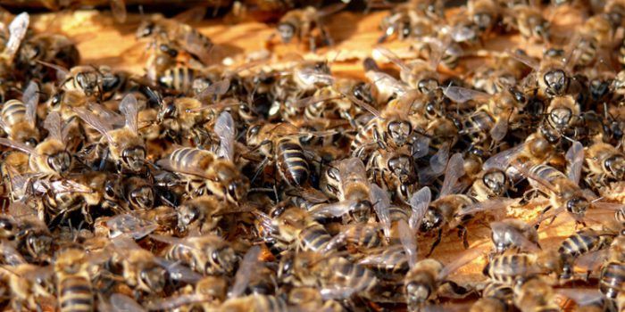 El sentido simbólico de soñar con abejas