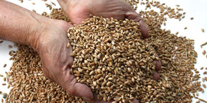 Sémola de trigo, propiedades y usos culinarios