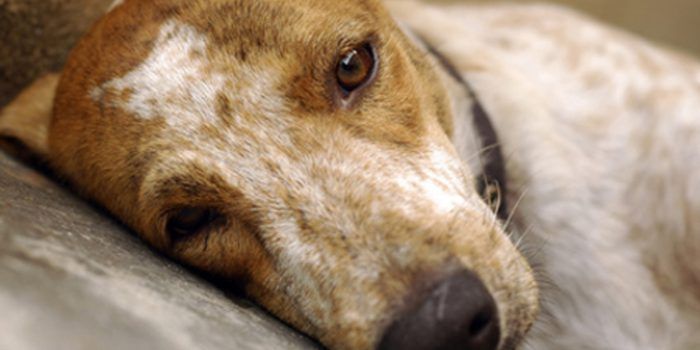 Abandono de perros: una triste realidad