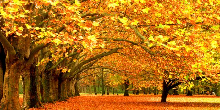 El otoño, el pulmón de la vida