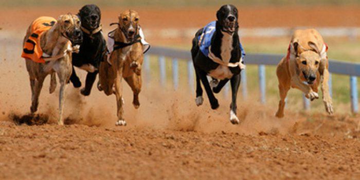 Galgos abandonados, recuperación con Flores de Bach