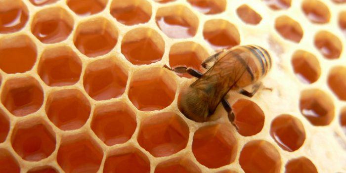 ¿Cuáles son las propiedades de la miel y qué nos aporta?