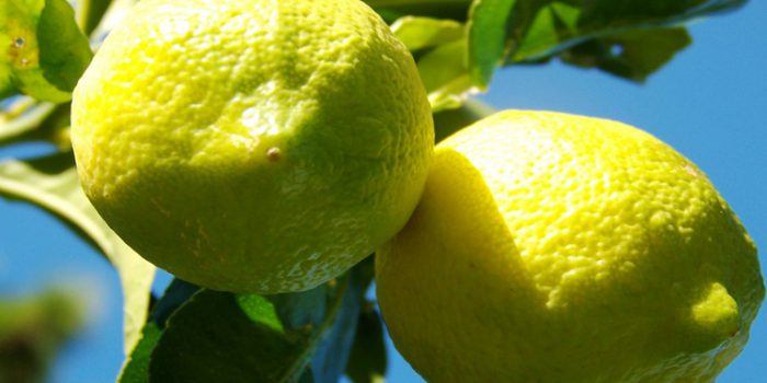 Cómo incorporar el limón para adelgazar