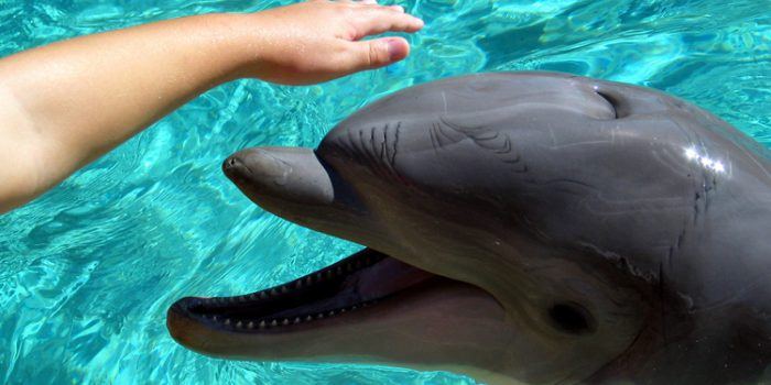 Beneficios y funcionamiento de la terapia con delfines