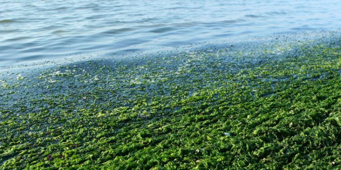 Propiedades del alga Cochayuyo