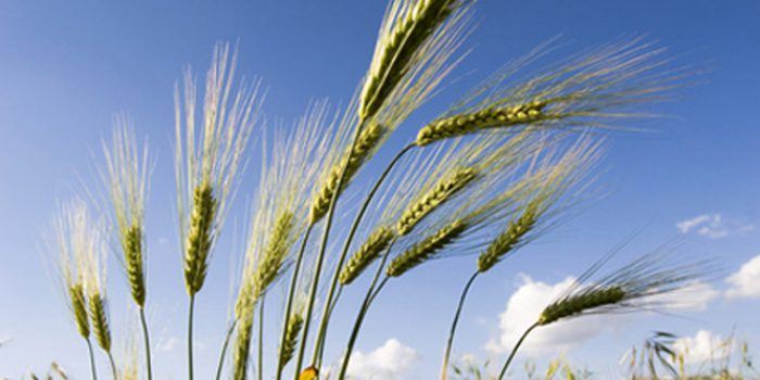 Propiedades del aceite de germen de trigo