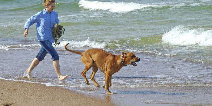 Beneficios del agua de mar para mascotas