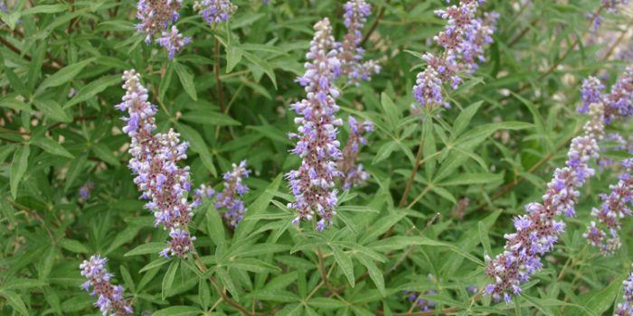 Agnus castus, solución a los problemas ginecológicos