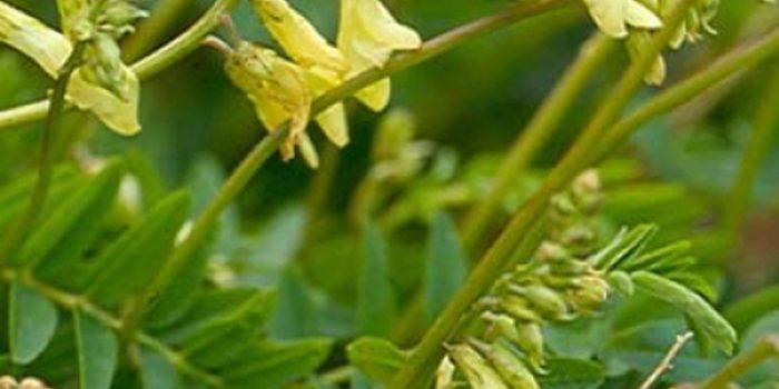 ¿Cuáles son las propiedades del Astragalus?