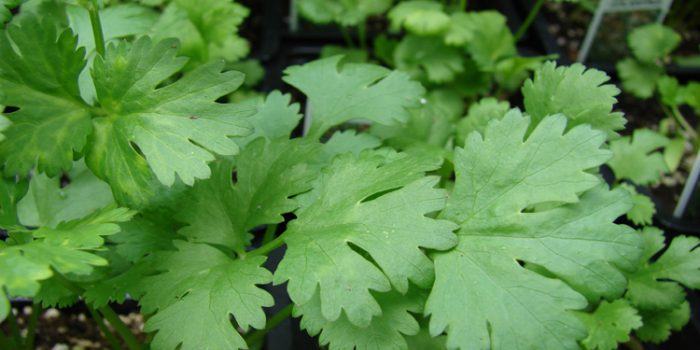 Usus culinarios y propiedades del cilantro
