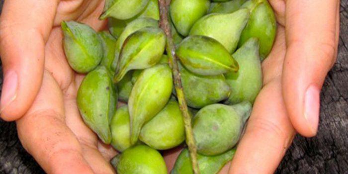 La ciruela Kakadu, riquísima en vitamina C