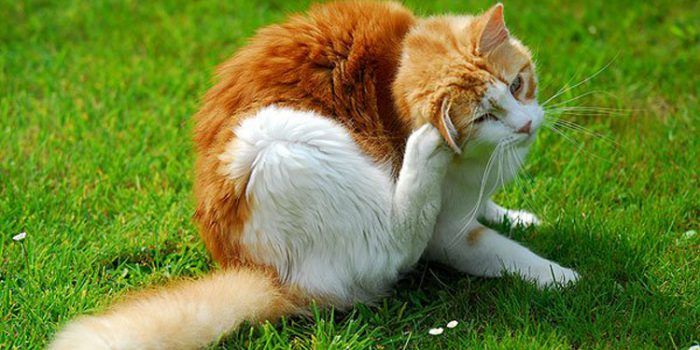 Como desparasitar gatos con remedios naturales