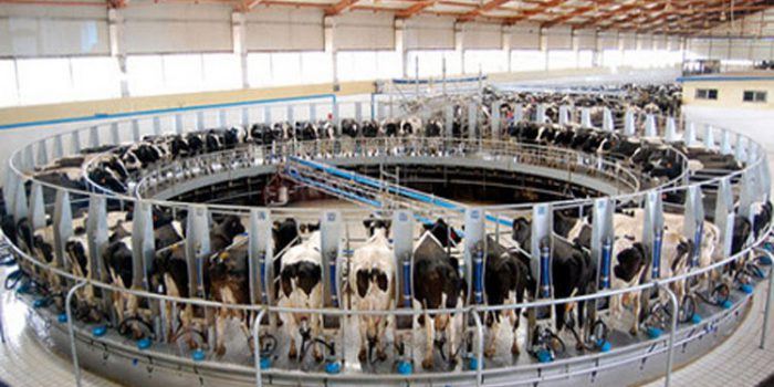 Explotación de vacas lecheras, ¿cómo viven?