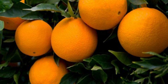 Propiedades de la Naranja Dulce