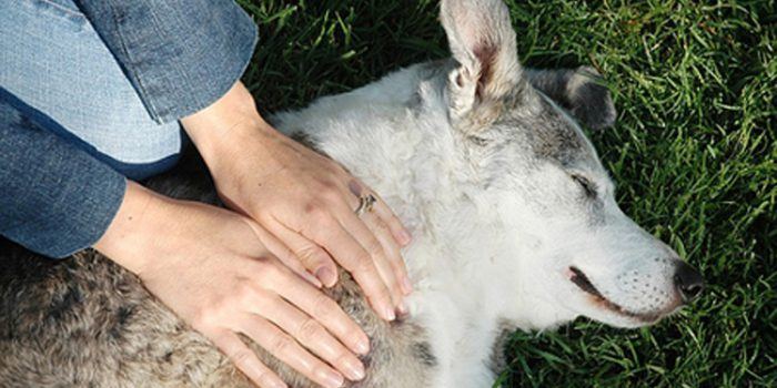 Beneficios del Reiki para los animales